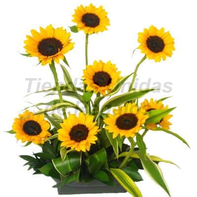 Arreglos Florales con Girasoles en Lima Delivery Pueblo Libre - Cod:XGR16